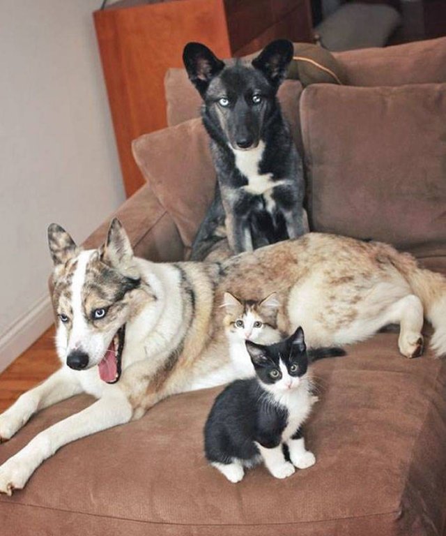 Animal Doppelgangers (50 pics)