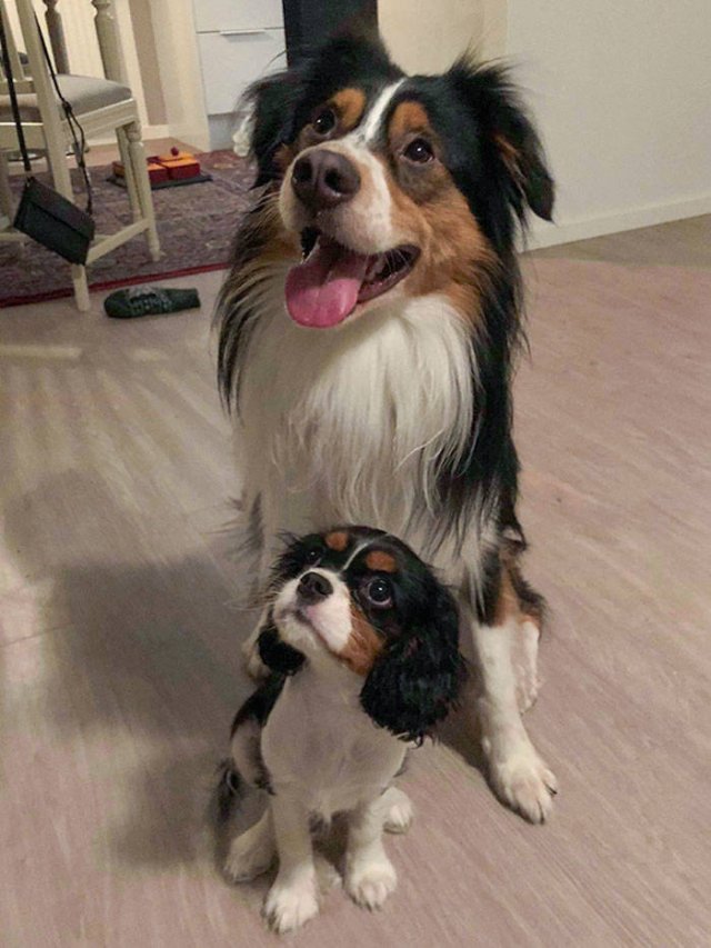 Animal Doppelgangers (50 pics)