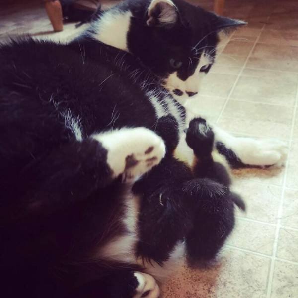 Animal Doppelgangers (50 pics)