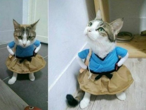 Cats Memes And Pictures (30 pics)