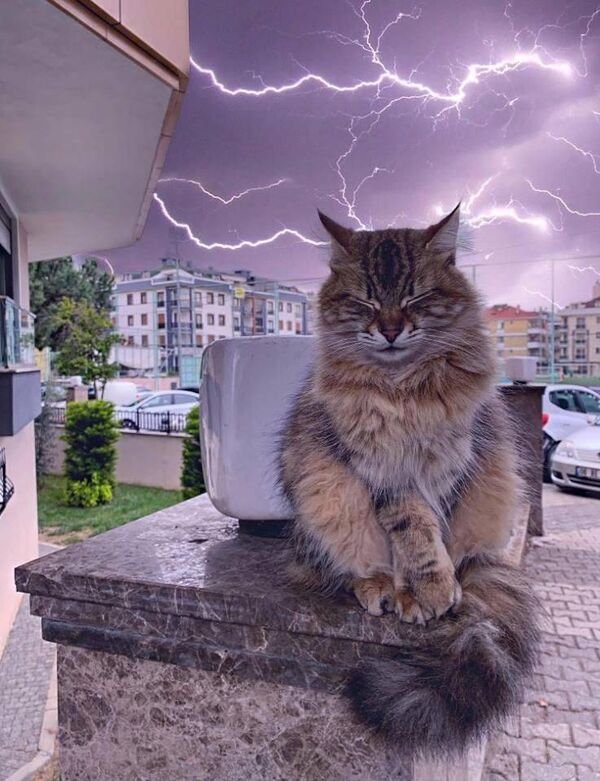 Cats Memes And Pictures (30 pics)