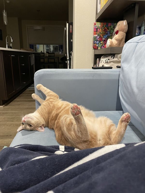 Cats Memes And Pictures (30 pics)