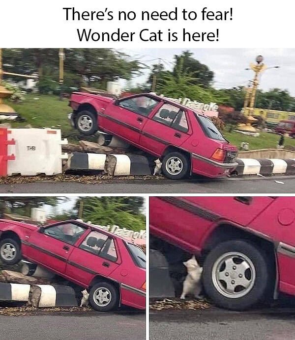 Cats Memes And Pictures (30 pics)