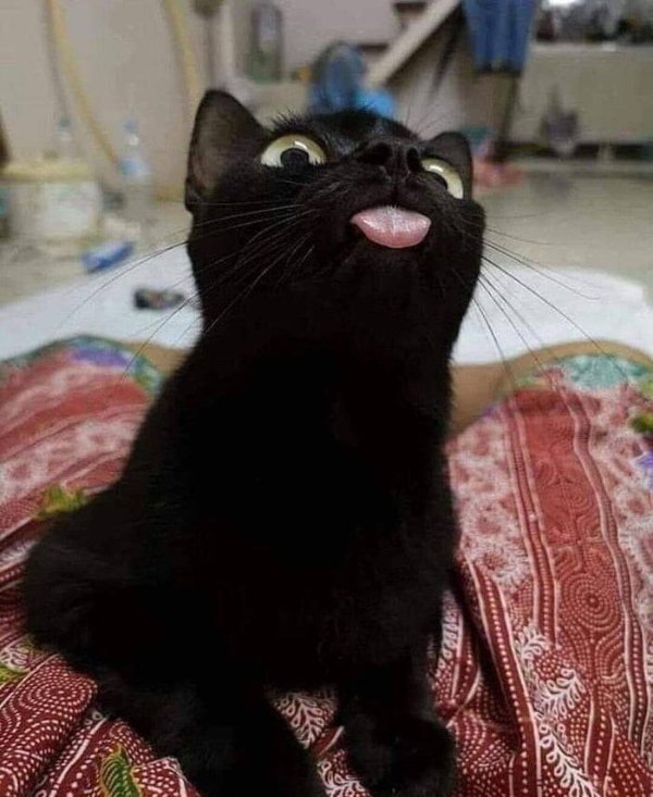 Cats Memes And Pictures (30 pics)