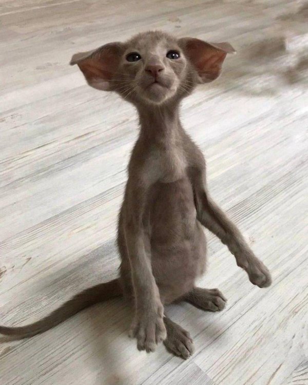 Cats Memes And Pictures (30 pics)