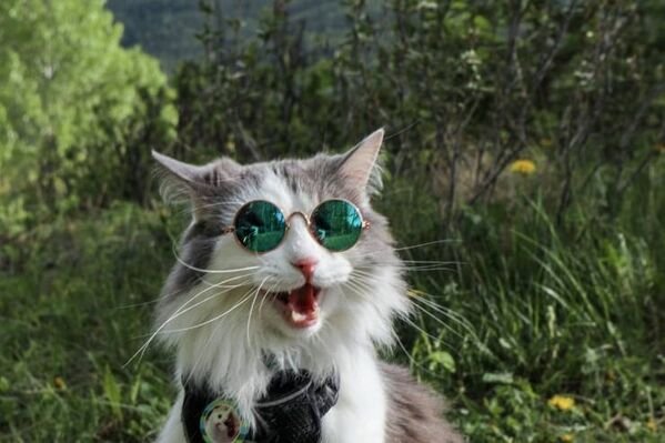 Cats Memes And Pictures (30 pics)