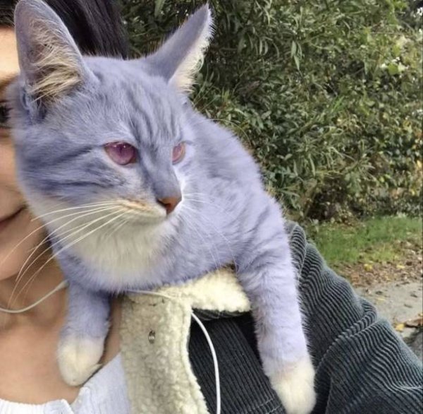 Cats Memes And Pictures (30 pics)