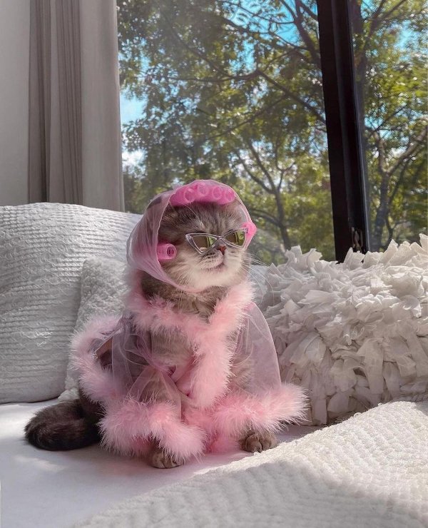 Cats Memes And Pictures (30 pics)