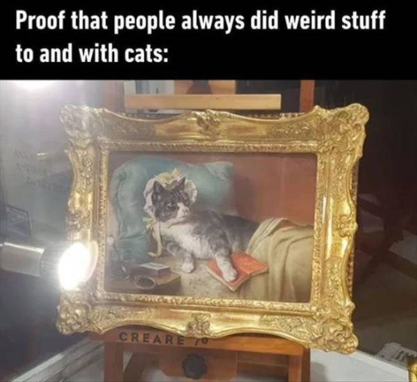 Cats Memes And Pictures (30 pics)