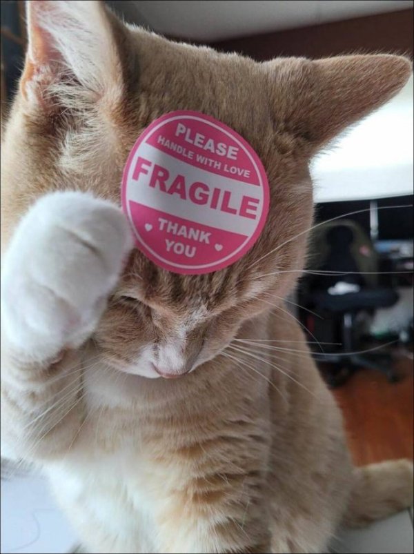 Cats Memes And Pictures (30 pics)