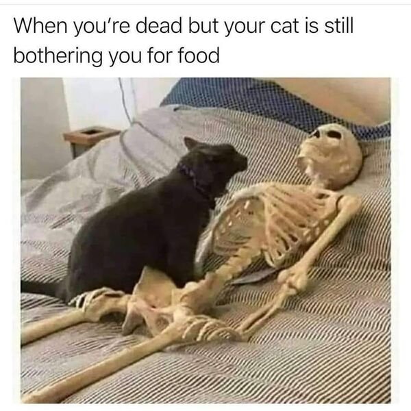 Cats Memes And Pictures (30 pics)