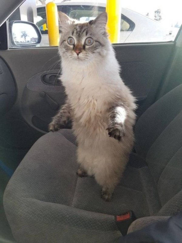 Cats Memes And Pictures (30 pics)