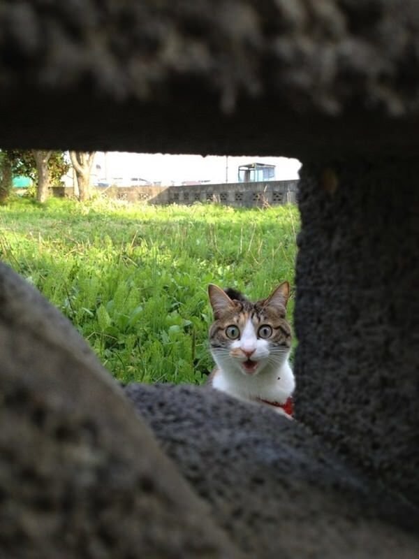 Cats Memes And Pictures (30 pics)