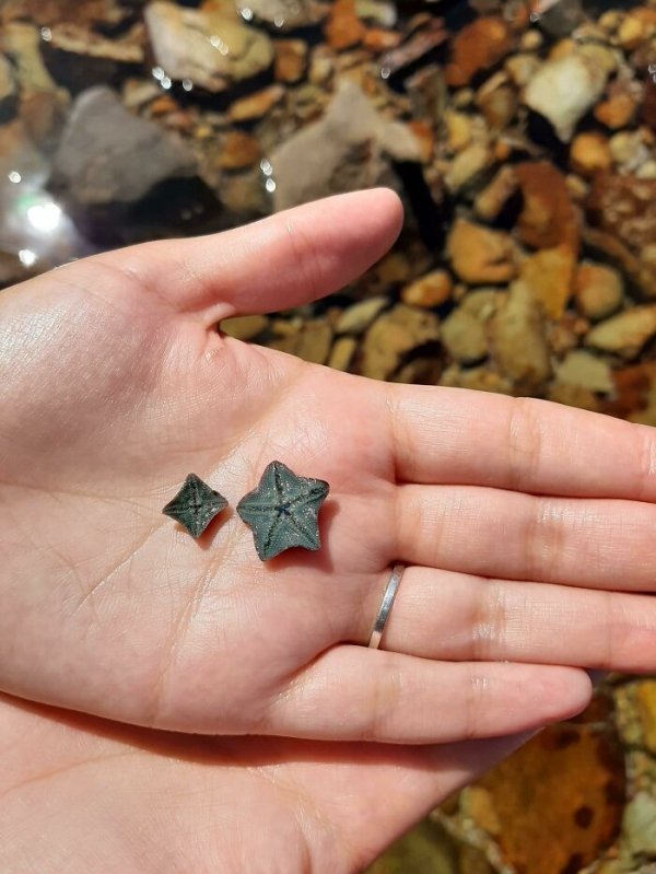Unexpected Finds (35 pics)