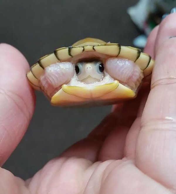 Cute Tiny Animals (30 pics)