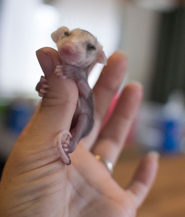 Cute Tiny Animals (30 pics)