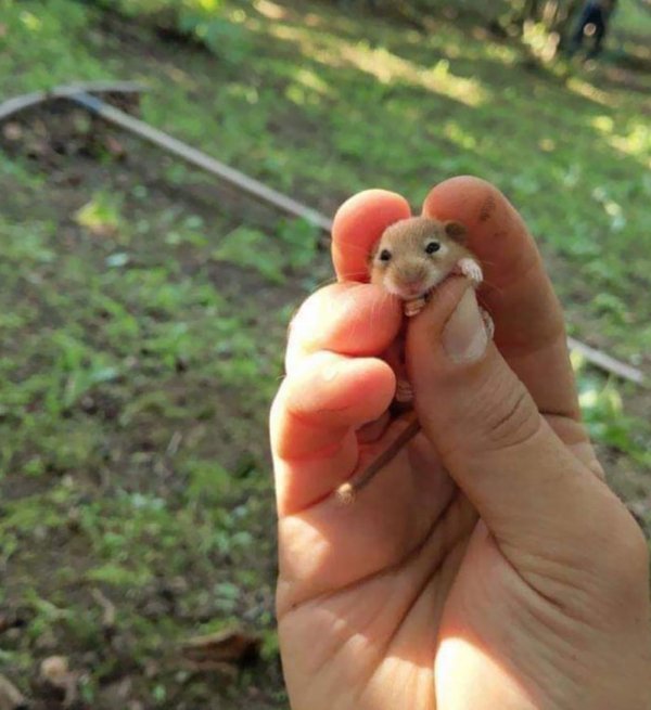 Cute Tiny Animals (30 pics)