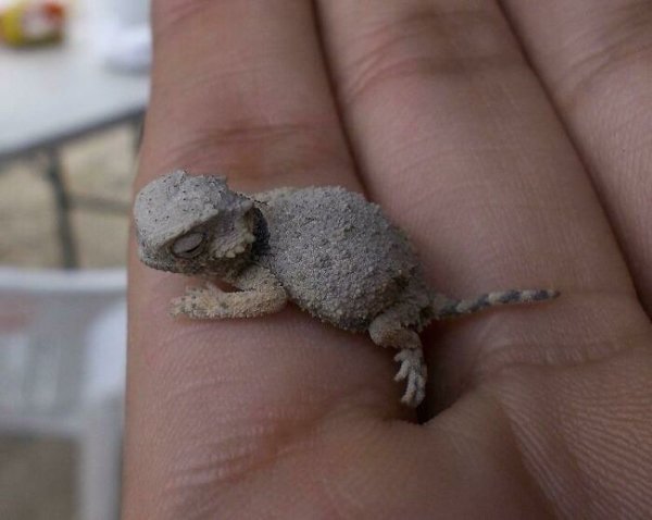 Cute Tiny Animals (30 pics)