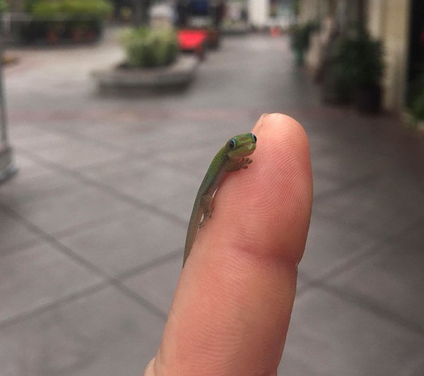 Cute Tiny Animals (30 pics)