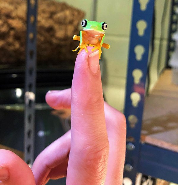Cute Tiny Animals (30 pics)