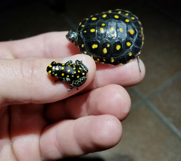 Cute Tiny Animals (30 pics)