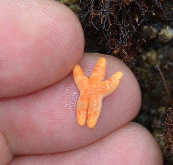 Cute Tiny Animals (30 pics)