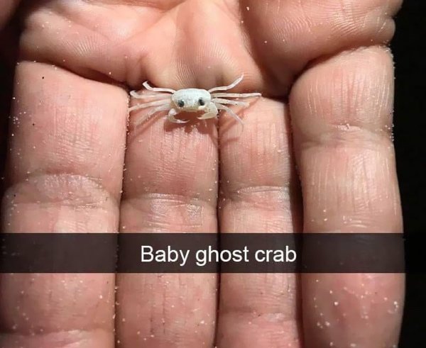 Cute Tiny Animals (30 pics)