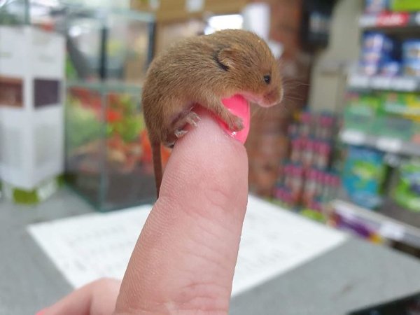 Cute Tiny Animals (30 pics)