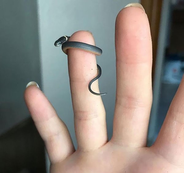 Cute Tiny Animals (30 pics)