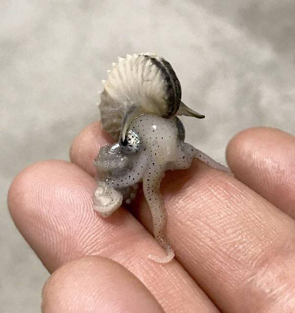 Cute Tiny Animals (30 pics)