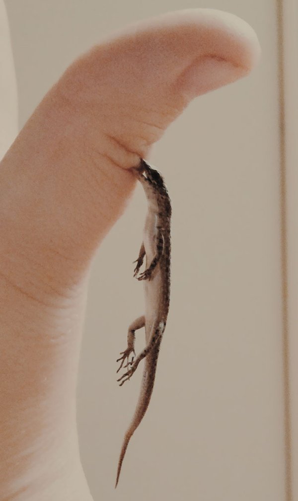 Cute Tiny Animals (30 pics)