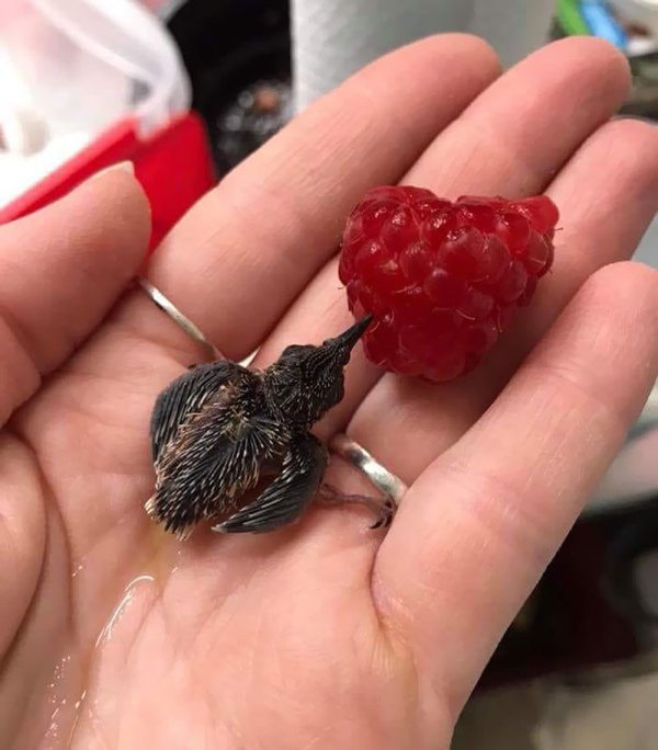 Cute Tiny Animals (30 pics)