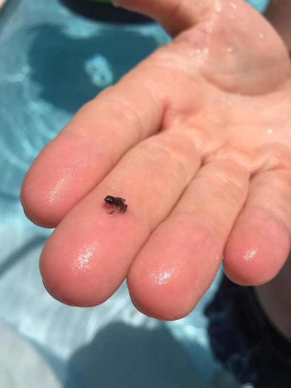 Cute Tiny Animals (30 pics)