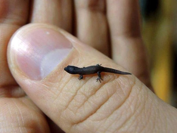 Cute Tiny Animals (30 pics)