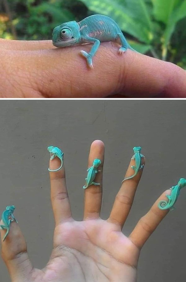 Cute Tiny Animals (30 pics)