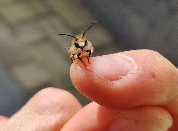 Cute Tiny Animals (30 pics)