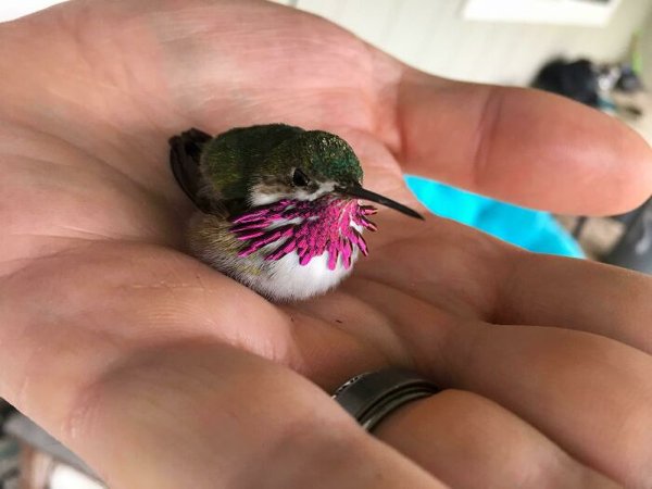 Cute Tiny Animals (30 pics)