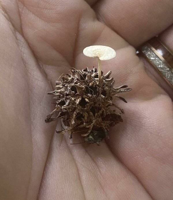 Unexpected Finds (33 pics)