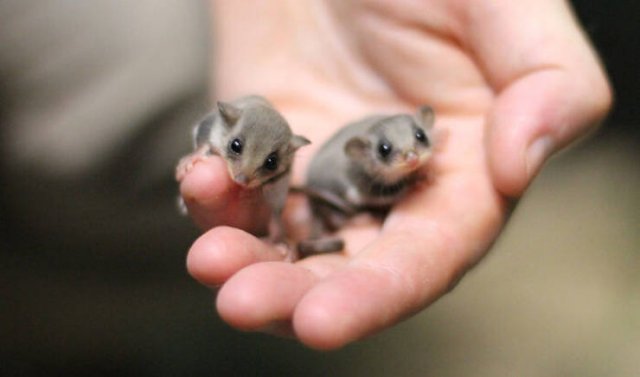 Small And Cute Animals (50 pics)