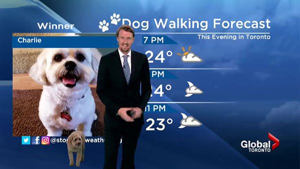 When Dog Rocks The Weather Forecast (20 pics)