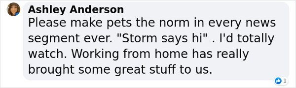 When Dog Rocks The Weather Forecast (20 pics)