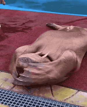 Wow GIFs (32 gifs)