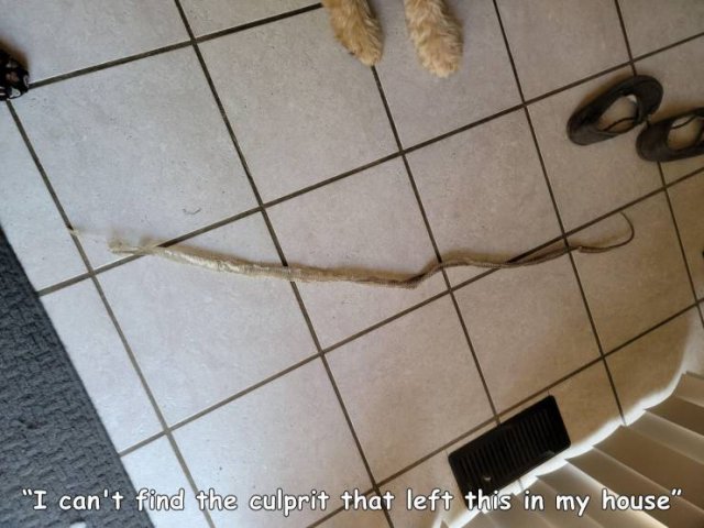 Acid Picdump 1 (89 pics)