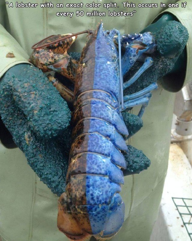 Acid Picdump 1 (89 pics)