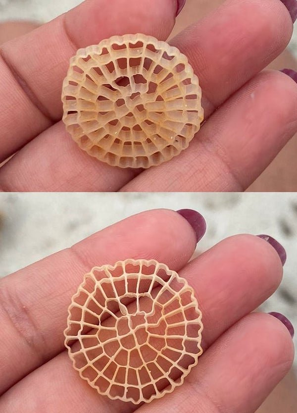 What Are These Things For? (21 pics)