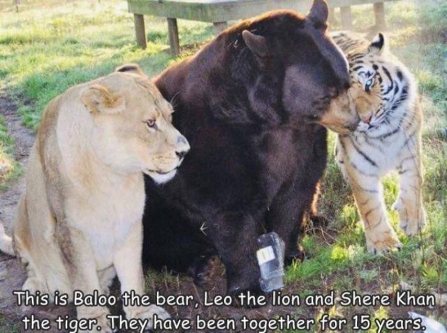 Acid Picdump 2 (81 pics)