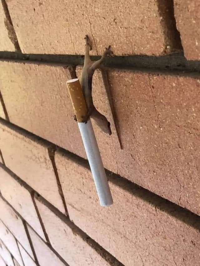 Acid Picdump 2 (81 pics)