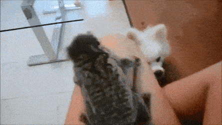 Acid Gifdump, September 9 (25 gifs)