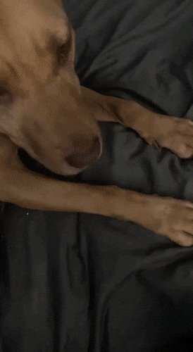 Acid Gifdump, September 9 (25 gifs)
