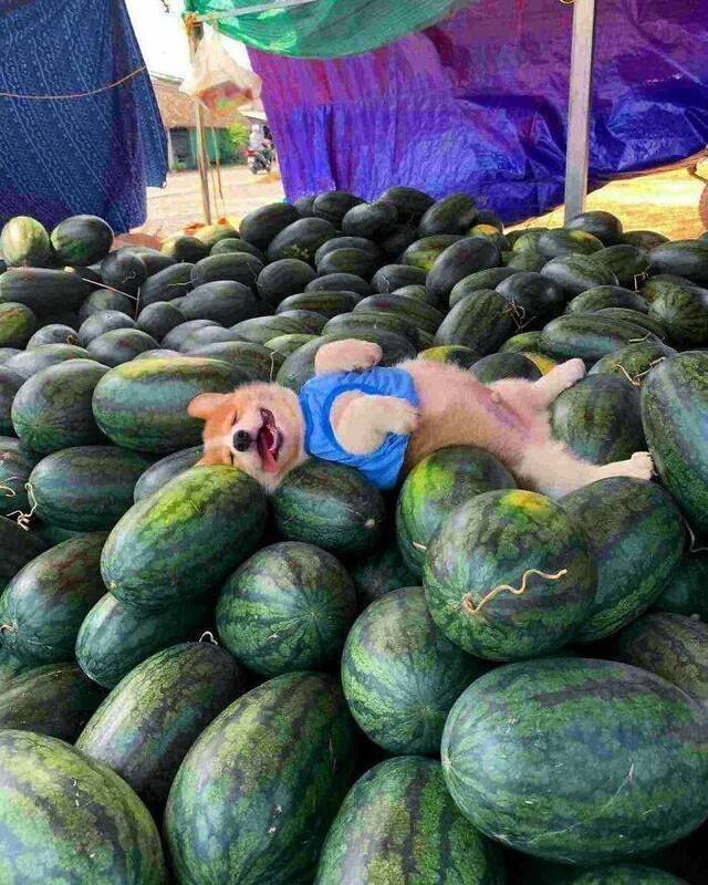 Acid Picdump 1 (88 pics)